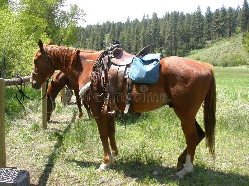 Saddled Horses stock photo Saddled Horses stock photo