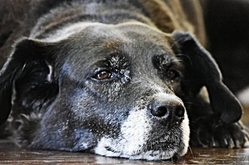 border collie and lab mix