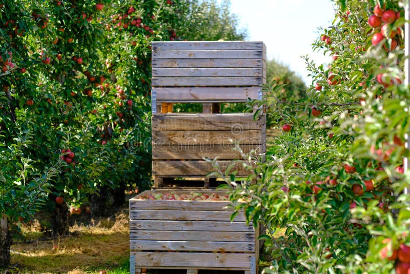 Orchard, apple harvest. Boxes with harvested apples. Orchard, apple harvest. Boxes with harvested apples.