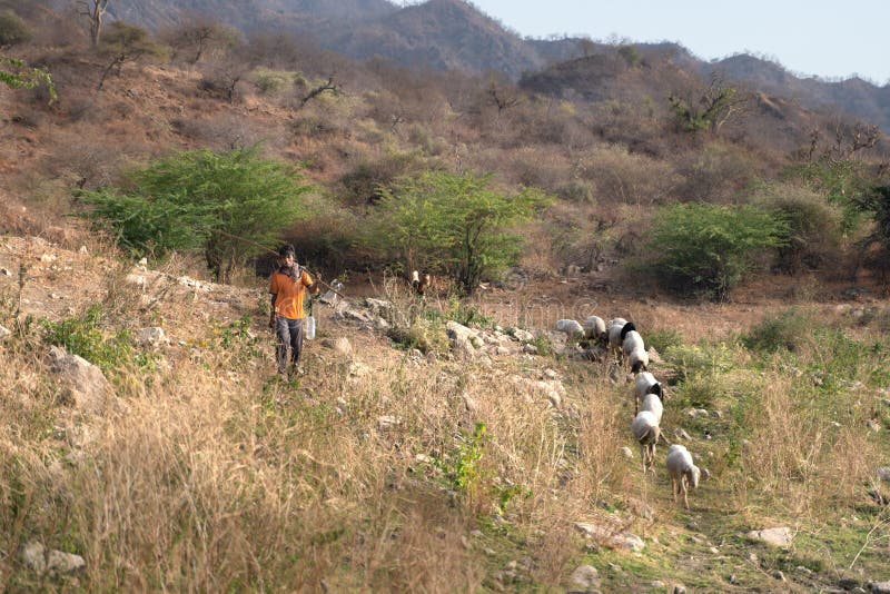 Sadri/India-13 07 2019: Il pastore indiano ed i suoi animali immagine stock libera da diritti Sadri/India-13 07 2019: Il pastore indiano ed i suoi animali immagine stock libera da diritti