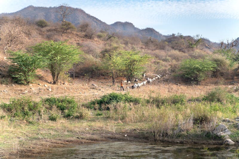 Sadri/India-13 07 2019 : Le berger indien et ses animaux image libre de droits Sadri/India-13 07 2019 : Le berger indien et ses animaux image libre de droits