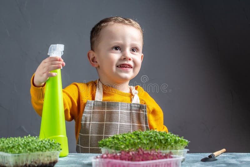 Sadzenie mikrozielonych nasion w pojemniku z tworzywa sztucznego. szczęśliwe dziecko opiekuje się mikrozielonym w domu fotografia stock