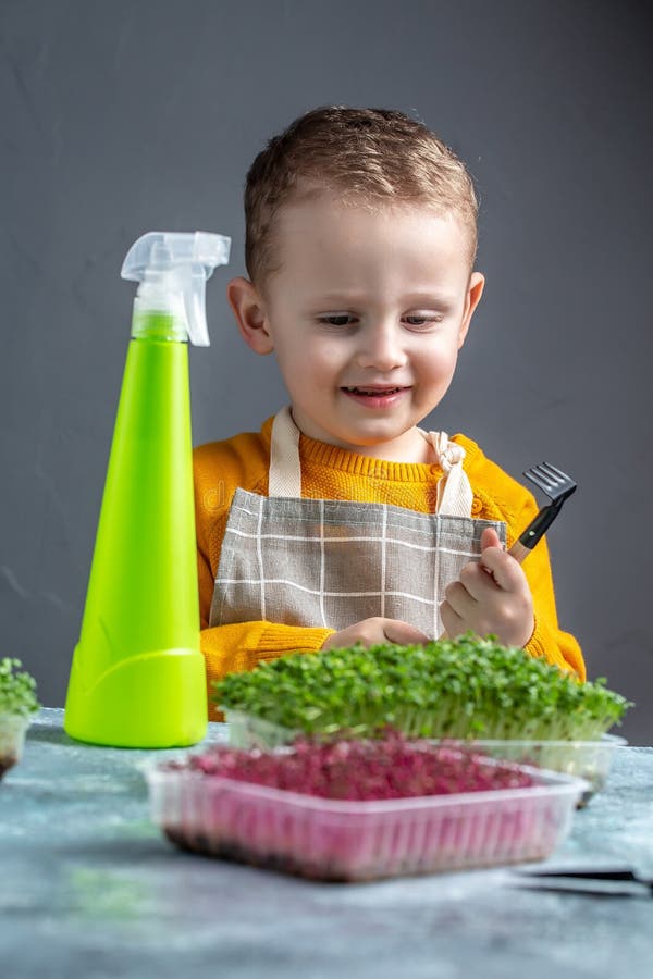Sadzenie mikrozielonych nasion w pojemniku z tworzywa sztucznego. szczęśliwe dziecko opiekuje się mikrozielonym w domu obrazy stock