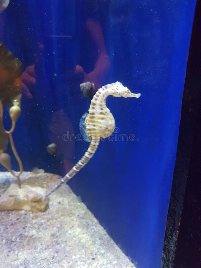 Aquarium royalty free stock photography Aquarium royalty free stock photography