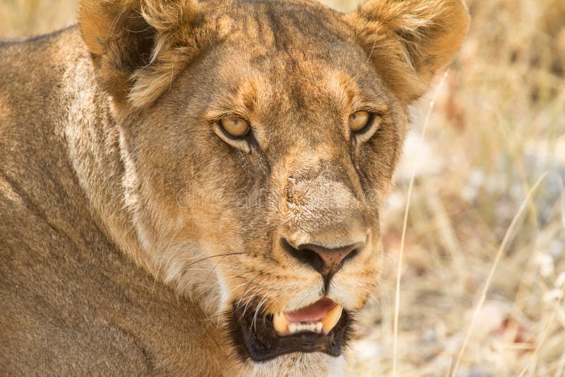 Lion portrait, safari Etosha, Namibia Africa