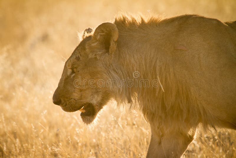 Wild lion portrait, safari Etosha, Namibia Africa