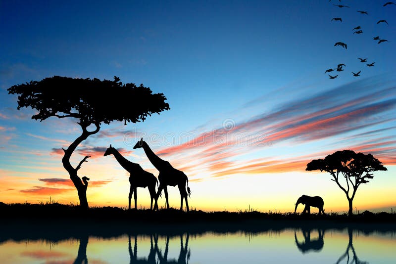 Safari in Africa. Silhouette of wild animals reflection in water