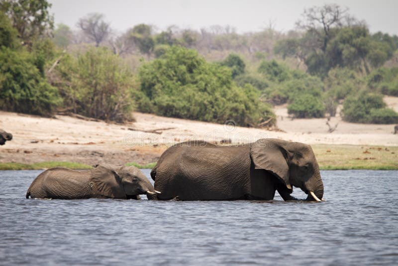 Safari Botswana stock image