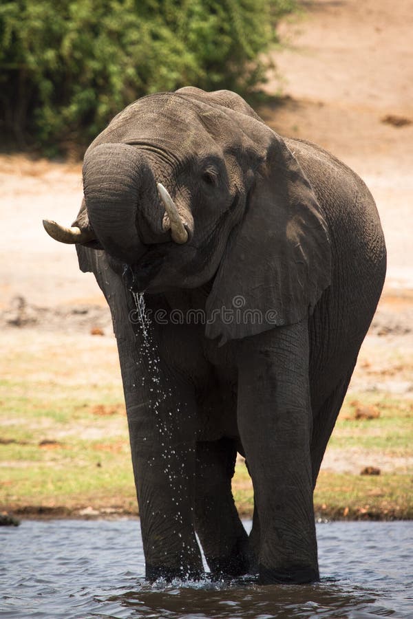 Safari Botswana royalty free stock image
