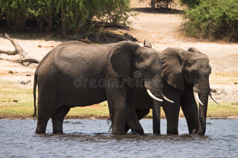 Safari Chobe royalty free stock photography