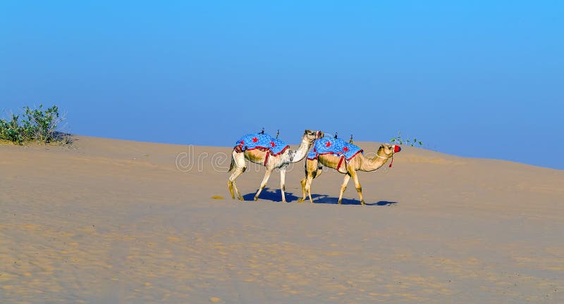 Safari fuori strada del deserto dei cammelli immagine stock libera da diritti Safari fuori strada del deserto dei cammelli immagine stock libera da diritti
