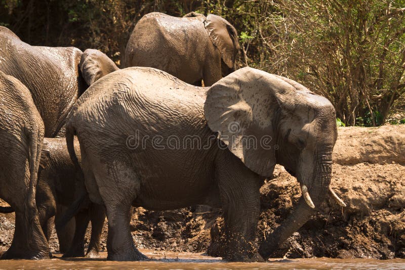 Safari Lower Zambezi stock photos