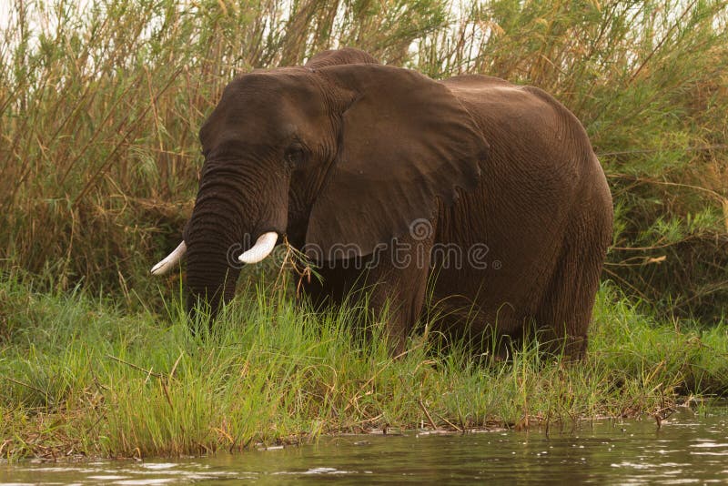 Safari Mana Pools stock photo