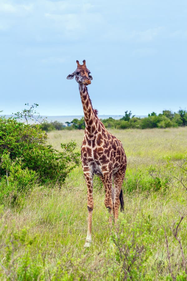 Giraffe with beautiful spotted skin and small horns african savannah. Portrait. Jeep Safari Masai Mara, Kenya. The concept of active, environmental and photo tourism