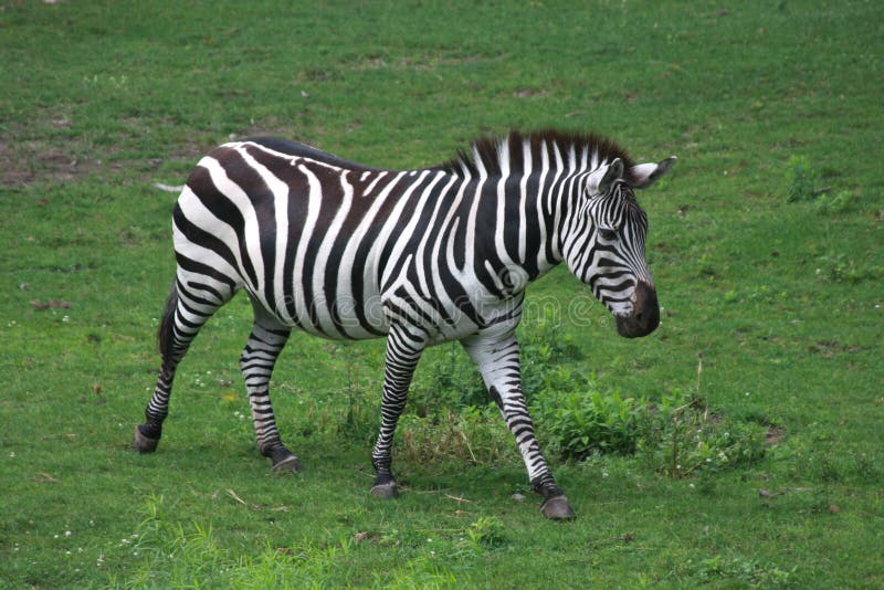 Safari in South Africa