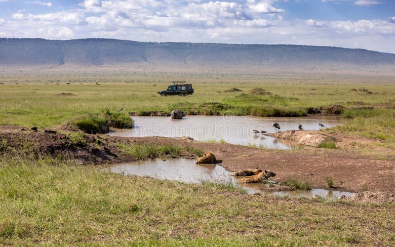 Safari vehicle passes a busy waterhole in the Masai Mara