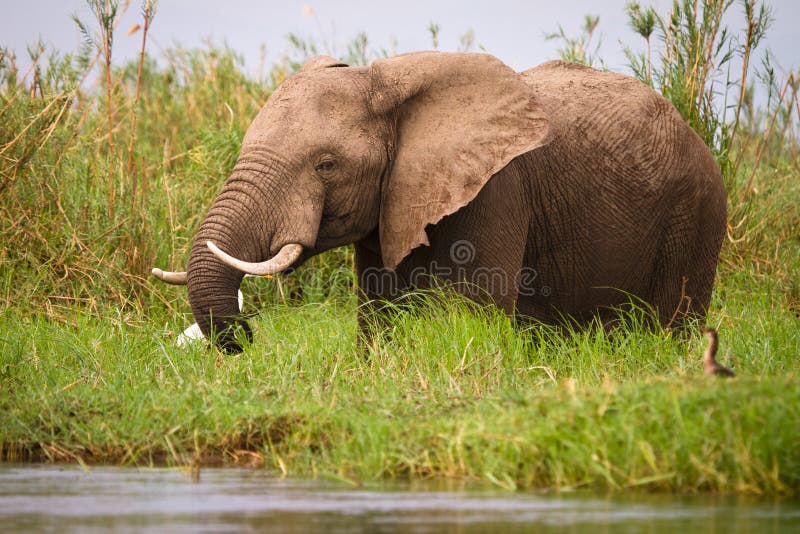 Safari Zimbabwe stock photos