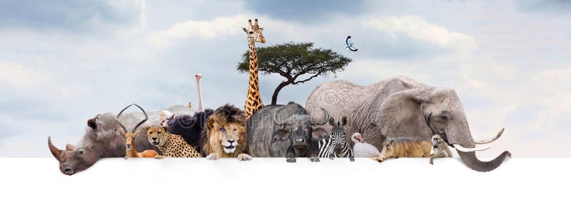 Safari Zoo Animals Over Web baner arkivbild Safari Zoo Animals Over Web baner arkivbild