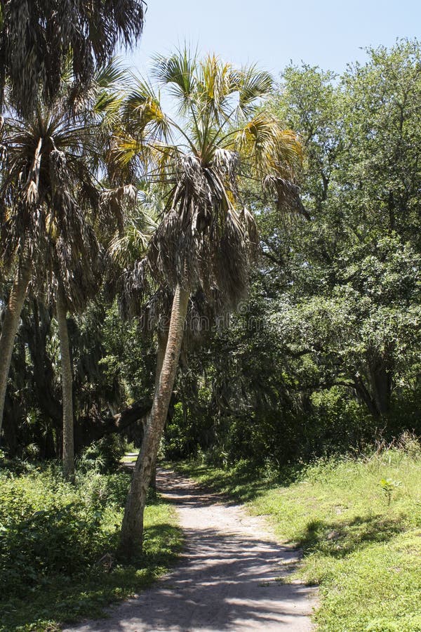 Safety Harbor Tree stock photo. Image of wood, narrow 41187714