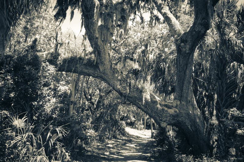 Safety Harbor Tree stock photo. Image of curve, exploration 41187754