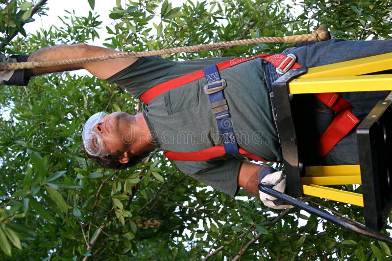 Muž na rebríku uchytenie jeho bezpečnostné popruhy na pobočku pred orezávanie strom.