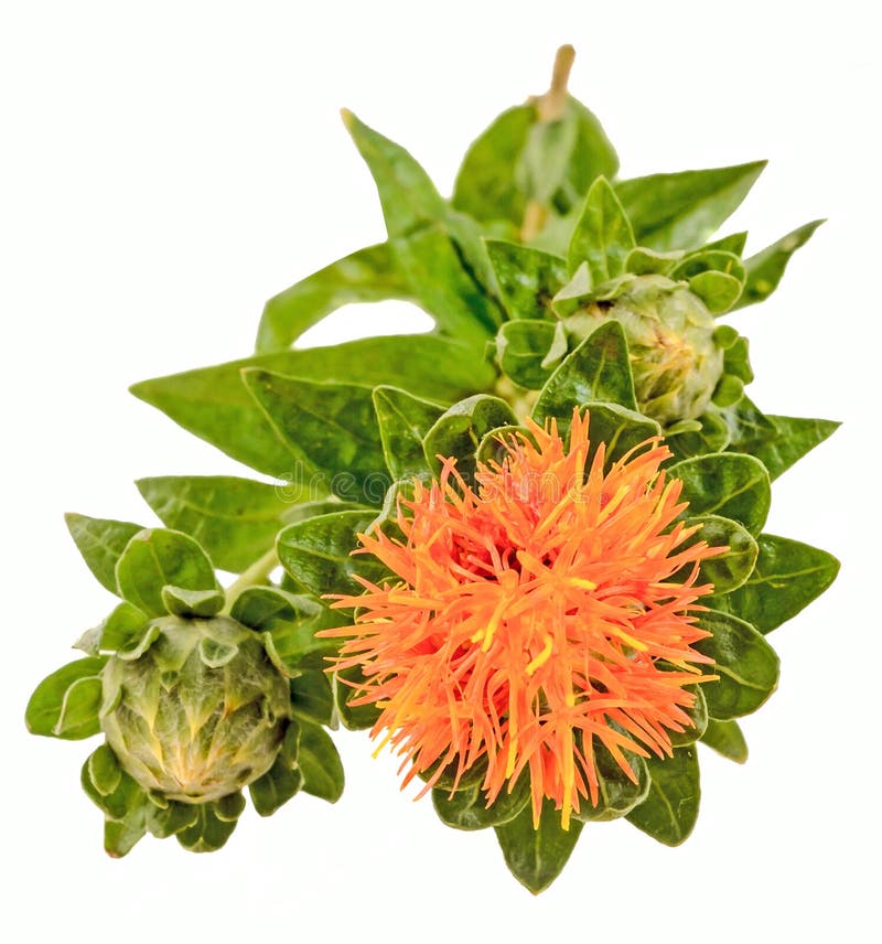 Safflower (Carthamus tinctorius L.) is a highly branched, herbaceous, thistle-like annual plant. royalty free stock photo Safflower (Carthamus tinctorius L.) is a highly branched, herbaceous, thistle-like annual plant. royalty free stock photo