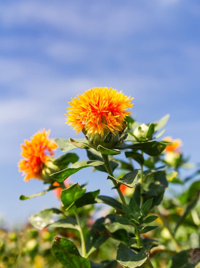 Safflower