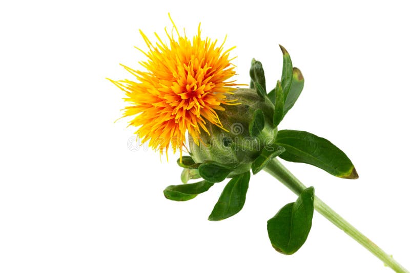 Safflower stock photo. Image of blooming, thistle, flower 35246804