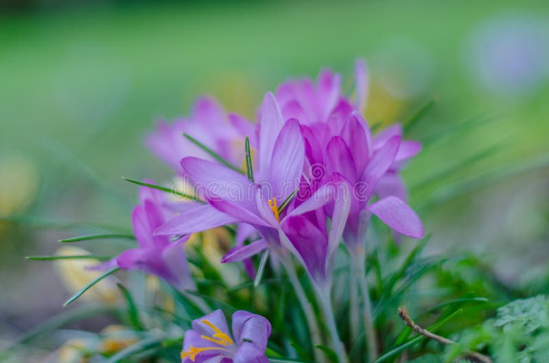 The Saffron Flower Plant or the Saffron Crocus Stock Photo Image of