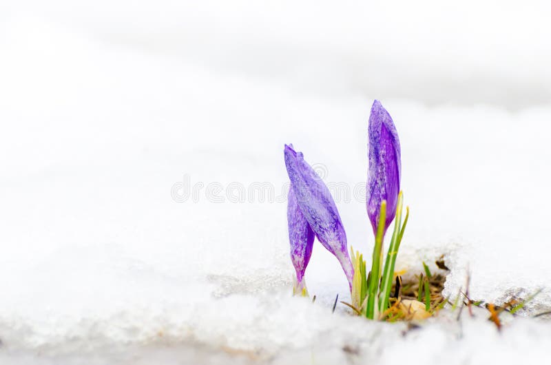 Saffron crocus flower and melting snow