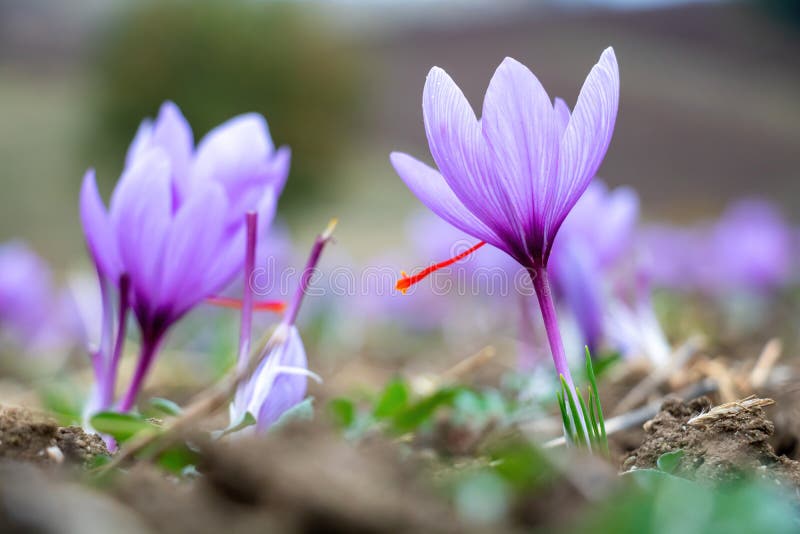 Saffron crocus flowers on ground, Delicate purple plant field