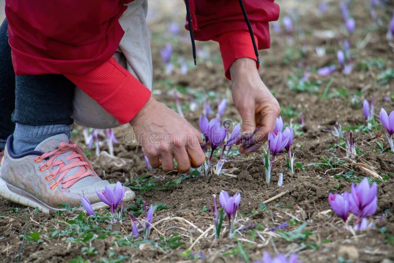 Saffron crocus flowers harvest, Delicate purple plant collection in the field