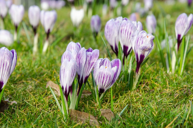 Saffron Crocus Flowers Opening Stock Image Image of sunny, crocus