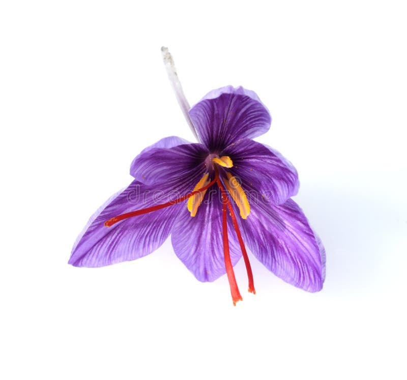 Saffron crocus stock image. Image of flower, saffron 234557487