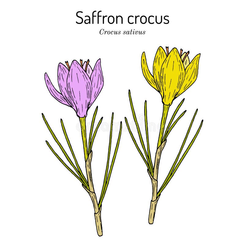 Saffron Crocus Sativus , Medicinal and Ornamental Plant Stock Vector