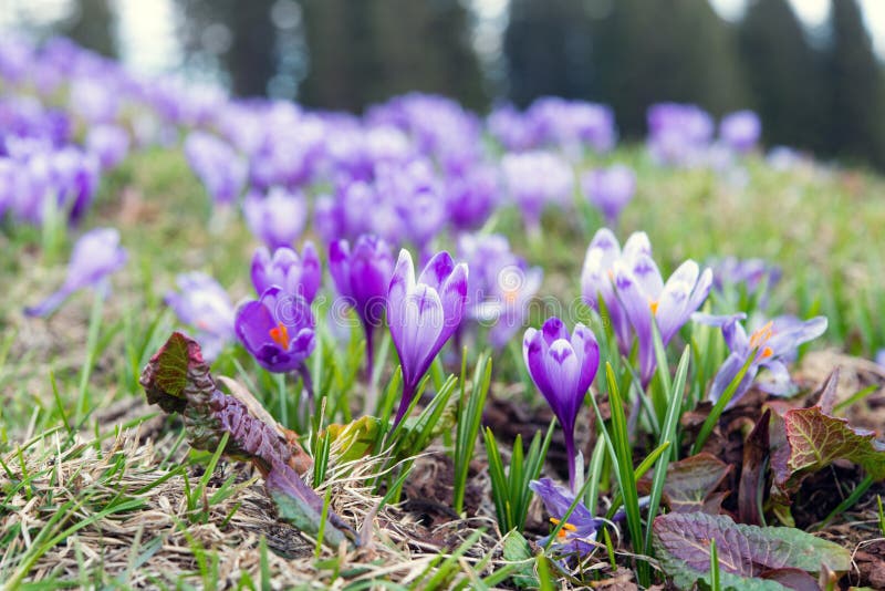 Saffron florescendo cedo no campo foto de stock royalty free Saffron florescendo cedo no campo foto de stock royalty free