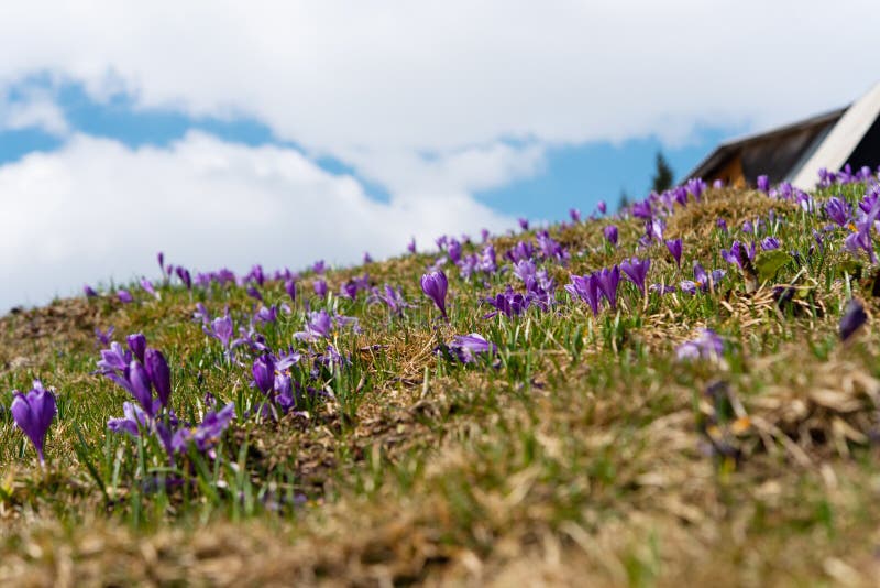 Saffron florescendo cedo no campo imagem de stock royalty free Saffron florescendo cedo no campo imagem de stock royalty free