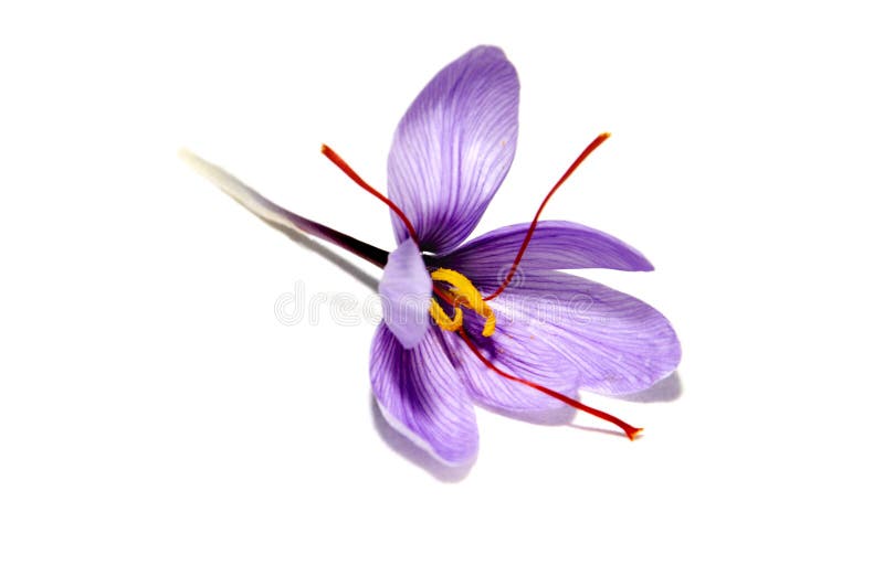 23,181 Saffron Flower Stock Photos - Free & Royalty-Free Stock Photos from  Dreamstime