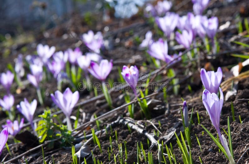 Saffron flower stock photo. Image of blossom, colorful 4424094