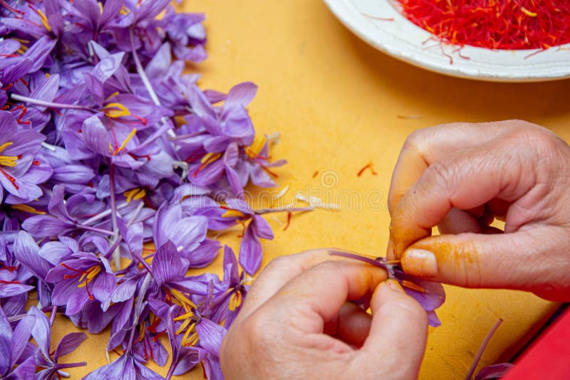 Saffron Flower, Cultivation and Harvest Stock Image Image of