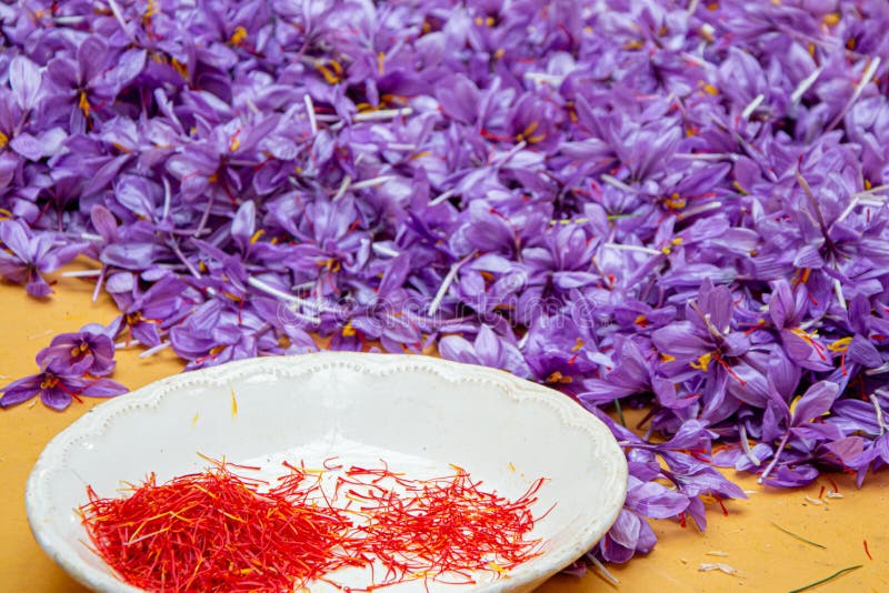 Saffron Flower, Cultivation and Harvest Stock Photo Image of