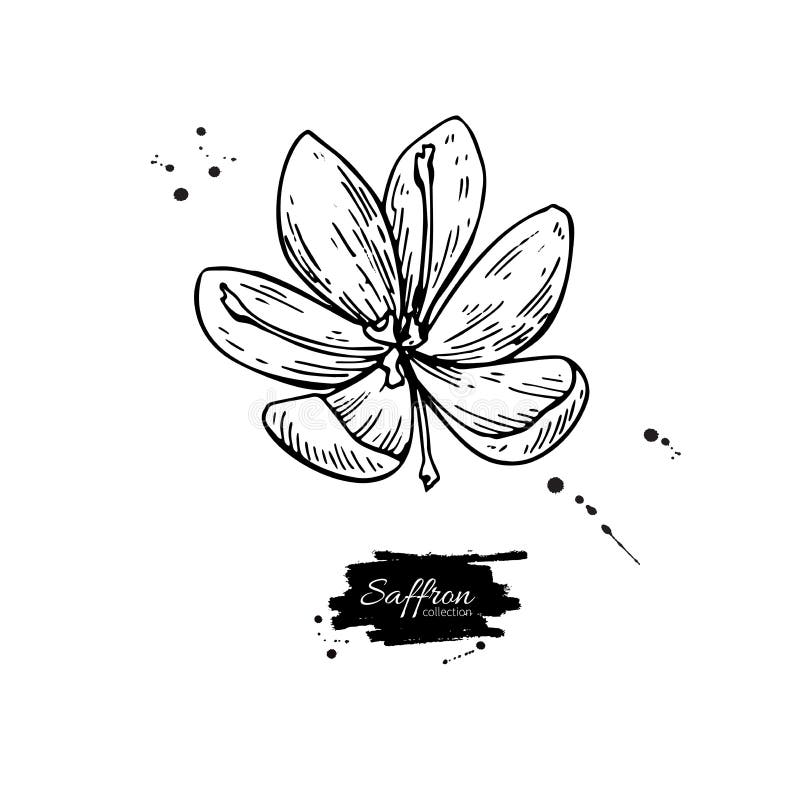 Saffron Flower Vector Drawing. Hand Drawn Herb and Food Spice Stock ...