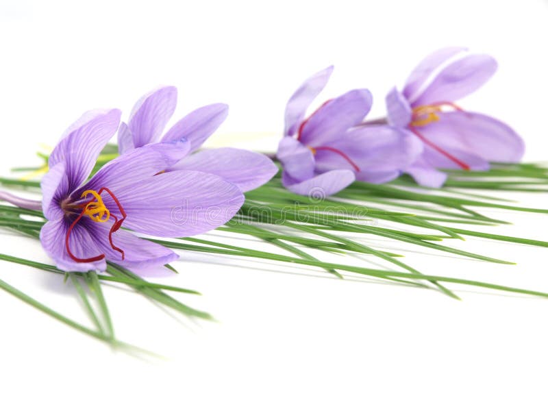 Saffron flowers stock photo