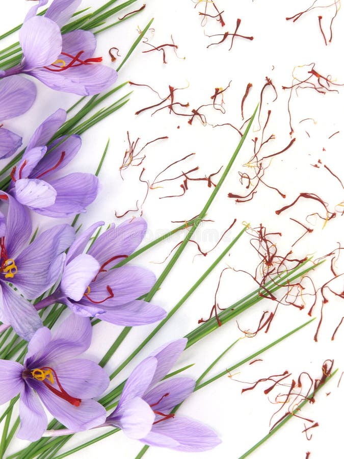 Saffron flowers stock image