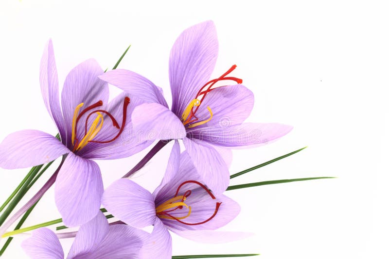 Saffron flowers royalty free stock photography