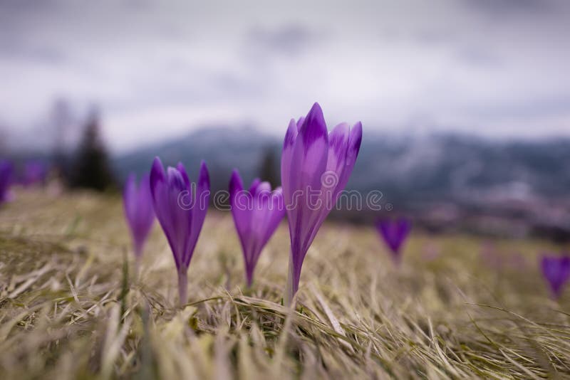 Saffron Flowers Against the Backdrop of a Spring Stock Image Image of