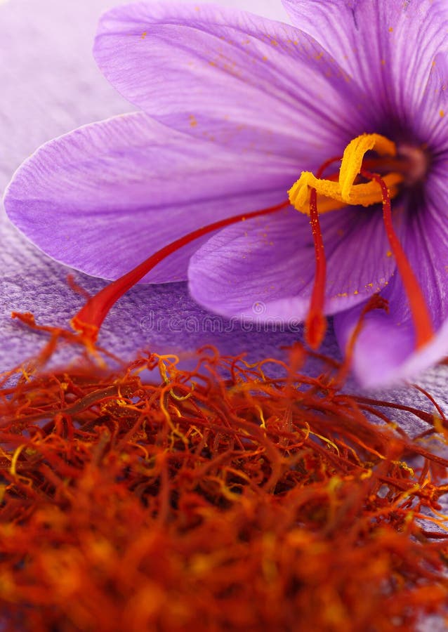 Saffron flowers stock image. Image of ingredient, dried 34774935