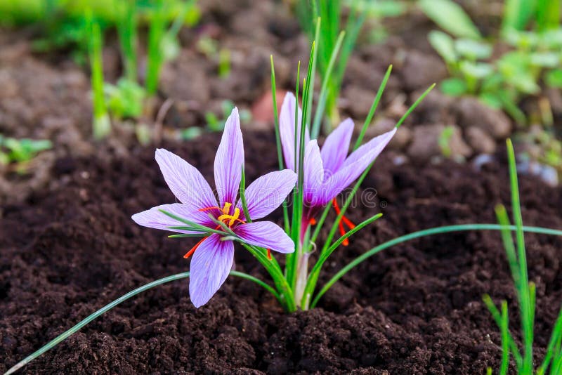 Saffron Flowers on a Saffron Field during Flowering Stock Photo Image