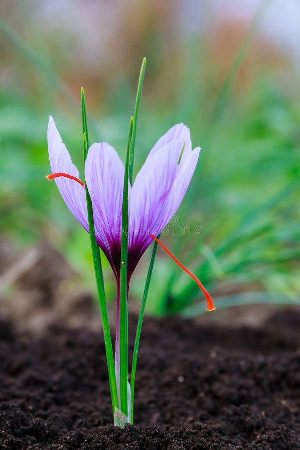Saffron Flowers on a Saffron Field during Flowering Stock Photo Image