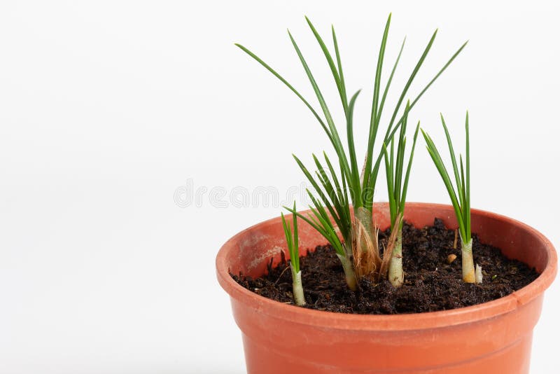 Saffron Leaves Spice in Dish on Wood Stock Photo Image of spice
